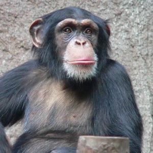 Meet your Posher, Joey